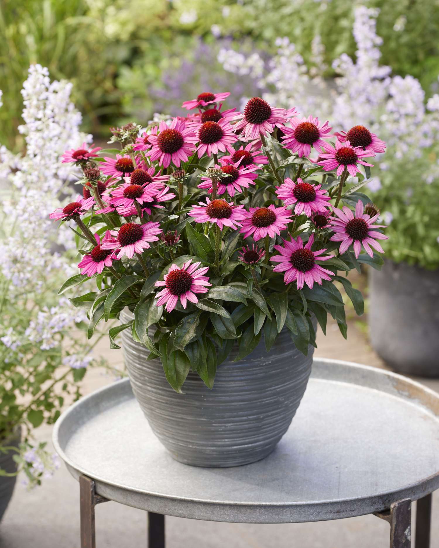 Punahattu Echinacea 'Chunky Purple'